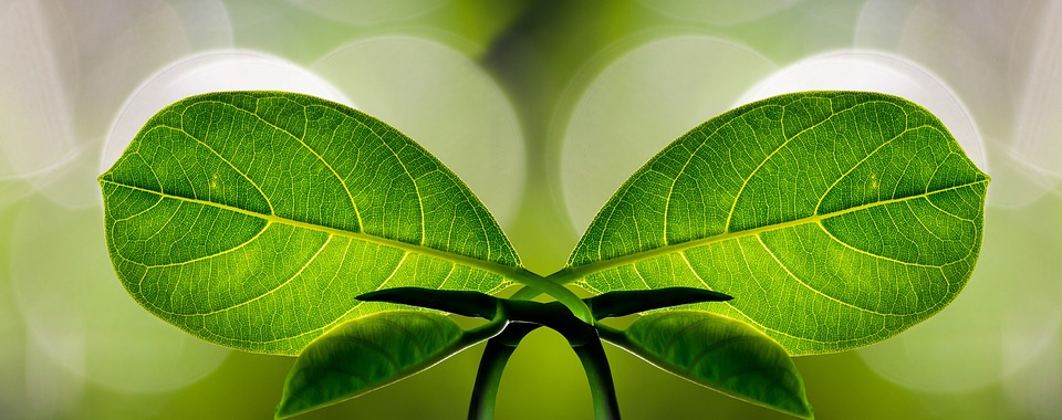 LEAF